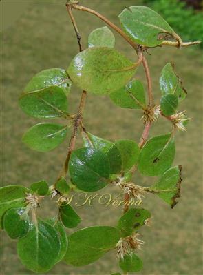  Plant
